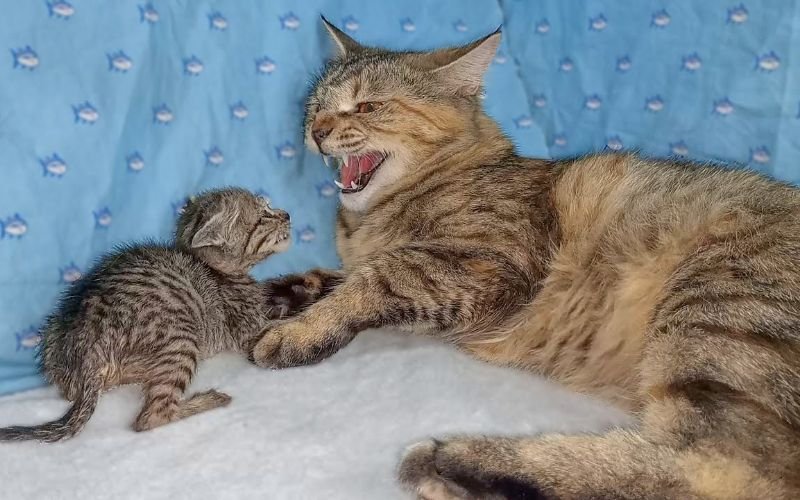 Do Not Scold the Cat