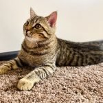 How To Prevent Cats From Scratching Your Carpet