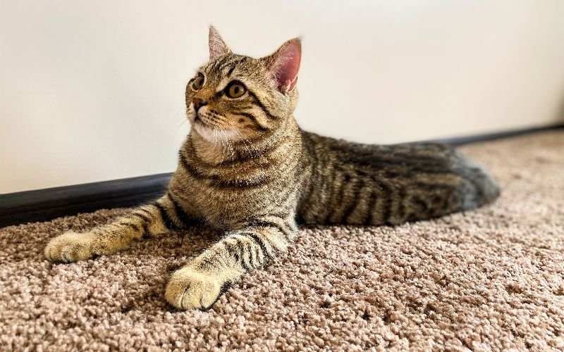 How To Prevent Cats From Scratching Your Carpet