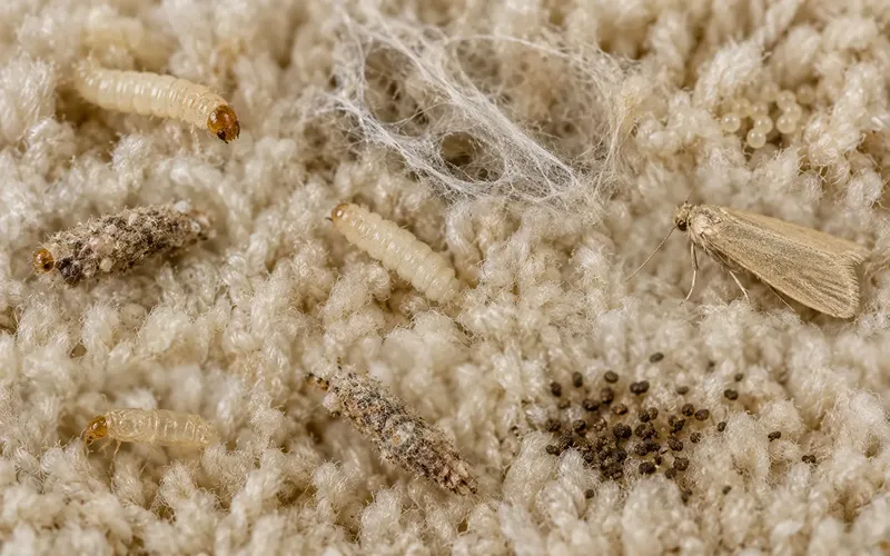 Carpet Moth Larvae, Eggs, Webbing, Cases, Frass, and Damage