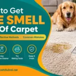 How To Get Pee Smell Out Of Carpet
